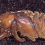 Esta es la pupa del escarabajo hércules de la especie Dynastes tityus (Linnaeus).  La pupa es el estadio de desarrollo entre la larva y el adulto, como la crisálida de una mariposa. Foto por Art Evans.